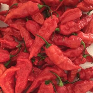 ghost chilli